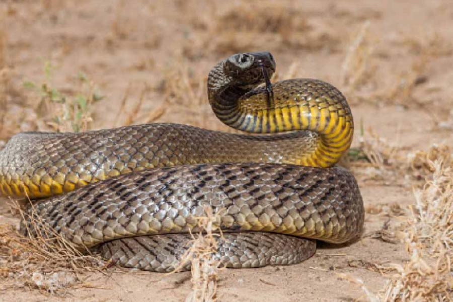 বিজ্ঞানীদের গবেষণা অনুযায়ী, পৃথিবীতে ৬০০টি বিষাক্ত প্রজাতির মধ্যে, কেবল মাত্র ২০০ প্রজাতির সাপের কামড় এক জন মানুষকে মেরে ফেলতে সক্ষম। 