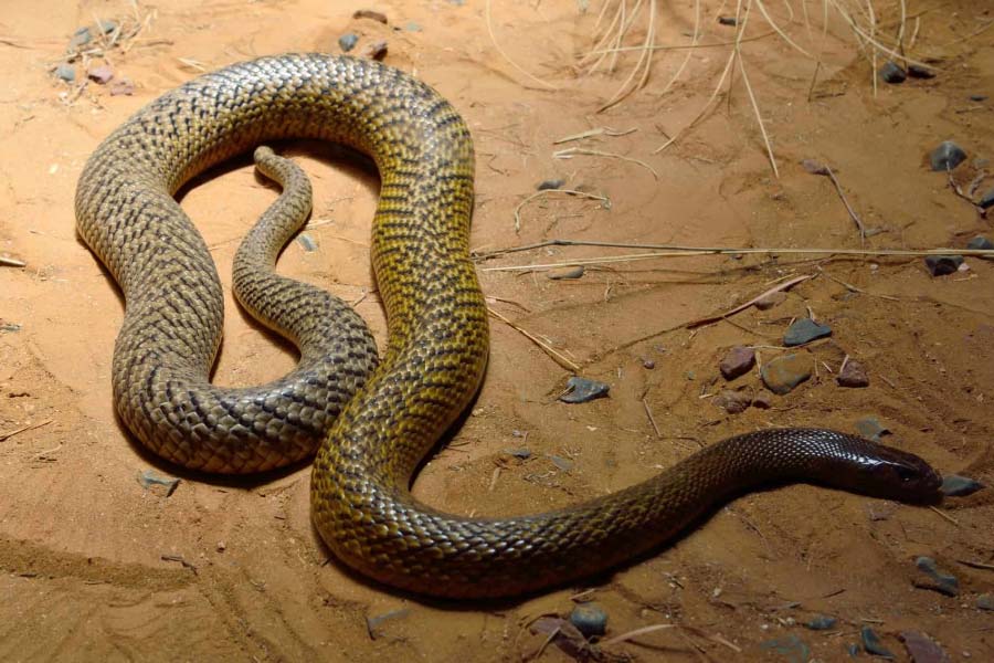 বিশেষজ্ঞদের মতে বিষধর প্রজাতির সাপেদের তালিকার শীর্ষে রয়েছে ইনল্যান্ড তাইপান। তাই এই সাপ দেখলেই দূরে সরে যাওয়ার পরামর্শই তাঁরা দিয়েছেন।