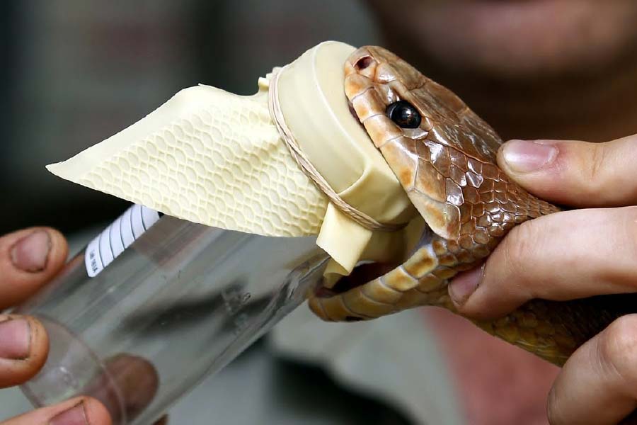 অস্ট্রেলিয়ান মিউজিয়াম ওয়েবসাইটের মতে, ইনল্যান্ড তাইপান একটি হিংস্র সাপ এবং সর্প বিশেষজ্ঞদের অনেকেই একে বিশ্বের সবচেয়ে বিষধর সাপ বলে মনে করেন। 