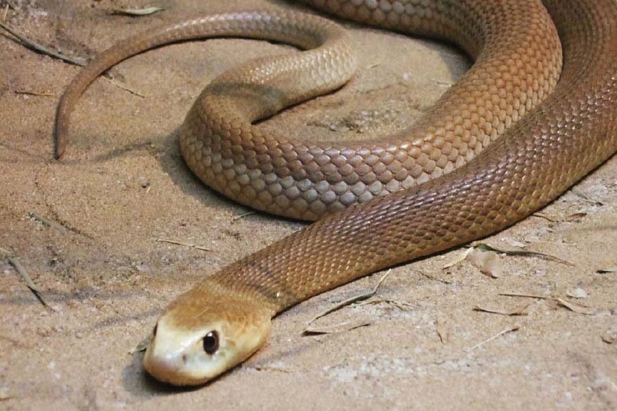 ‘ইউনিভার্সিটি অফ ব্রিস্টল’-এর ‘স্কুল অফ কেমিস্ট্রি’র ওয়েবসাইটেও সবচেয়ে বিষধর সাপের তালিকার শীর্ষে রয়েছে ইনল্যান্ড তাইপান।