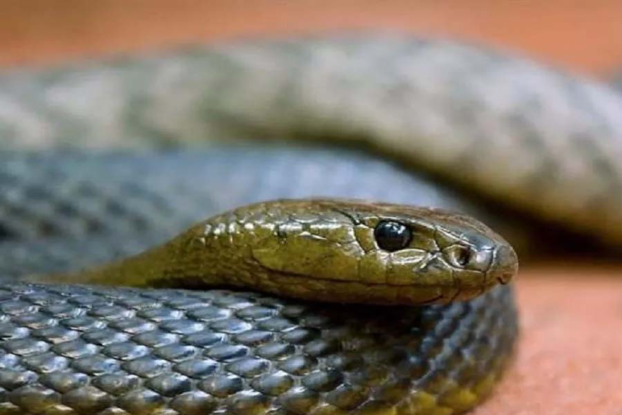 ইনল্যান্ড তাইপান লম্বায় মূলত মাঝারি থেকে বড় মাপের একটি সাপ। এদের মাথা আয়তক্ষেত্রাকার। 