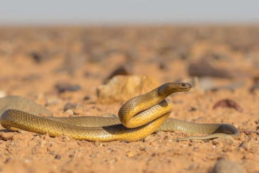 ভোরের দিকে এই সাপ সবচেয়ে সক্রিয় থাকে। দিনের বাকি অংশে মাটির গভীর ফাটল এবং অন্য পশুদের গর্তের মধ্যে থাকে। 