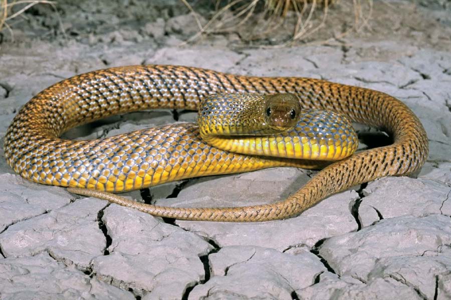 কিন্তু কেন বিশেষজ্ঞদের একাংশ মনে করছেন যে ইনল্যান্ড তাইপান-ই বিশ্বের সবচেয়ে বিষধর একটি সাপ? এই সাপের বিষের তীব্রতাই বা কতখানি?