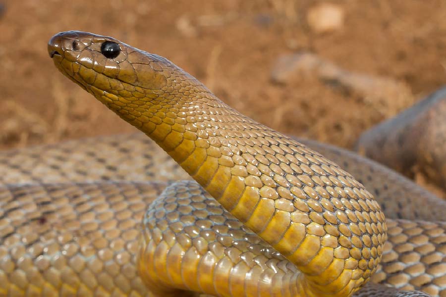 সাপের বিষ মাপা হয় এলডি৫০ স্কেলে। এই স্কেল সাপের বিষের ক্ষমতা নির্ধারণ করে। 