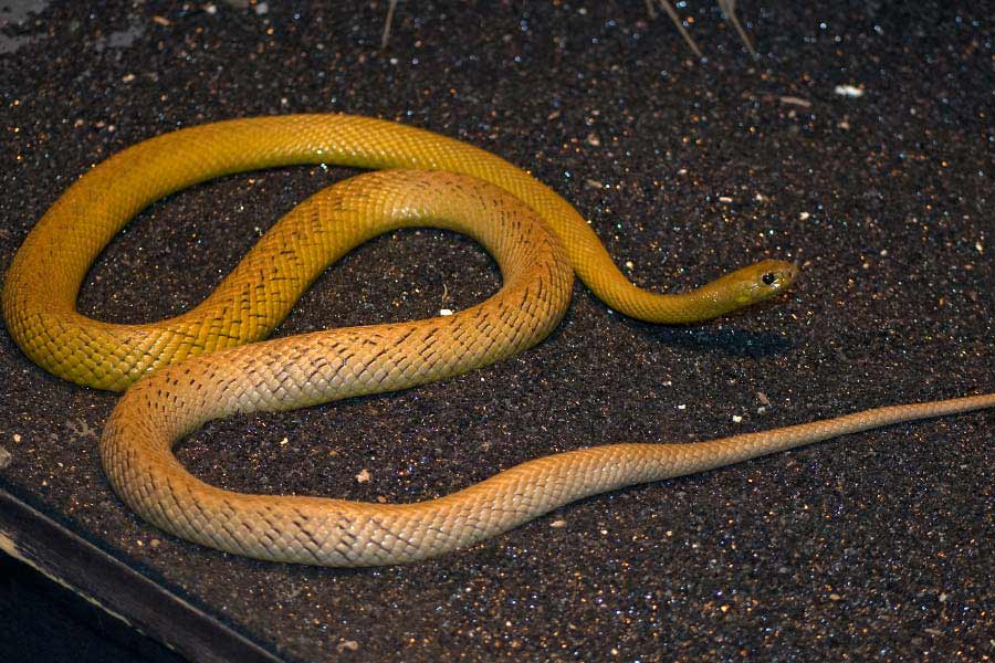 বিশেষজ্ঞদের মতে যে কোনও সাপের থেকে ইনল্যান্ড তাইপানের বিষ অনেক বেশি তীব্র । ‘ইউনিভার্সিটি অফ ব্রিস্টল’ বলছে তাইপানের কামড়ে সর্বোচ্চ যে পরিমাণ বিষ বার করতে দেখা গিয়েছে, তা হল ১১০ মিলিগ্রাম। 