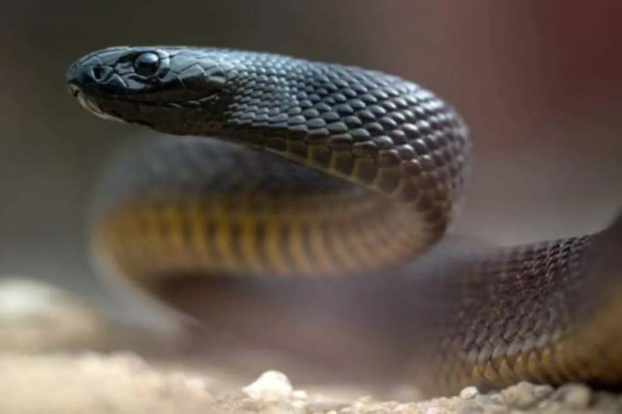 ইনল্যান্ড তাইপানের ১১০ মিলিগ্রাম বিষের একটি কামড়ে যে পরিমাণ বিষ থাকে তা ১০০ জন মানুষ বা আড়াই লক্ষ ইঁদুর মারার জন্য যথেষ্ট।