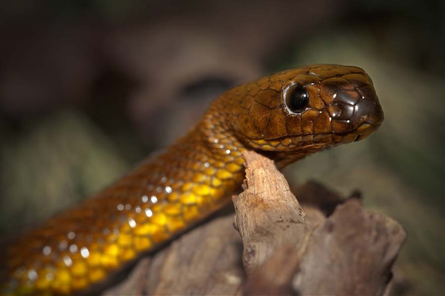 তবে অস্ট্রেলিয়ার বাইরে এই তাইপানের খুব একটা দেখা মেলে না। বনাঞ্চলেও খুব একটা দেখা মেলে না এই সাপের। সাধারণত লোকালয় থেকে কিছুটা দূরে এবং দিনের বেলায় গর্তে ঢুকে থাকে।