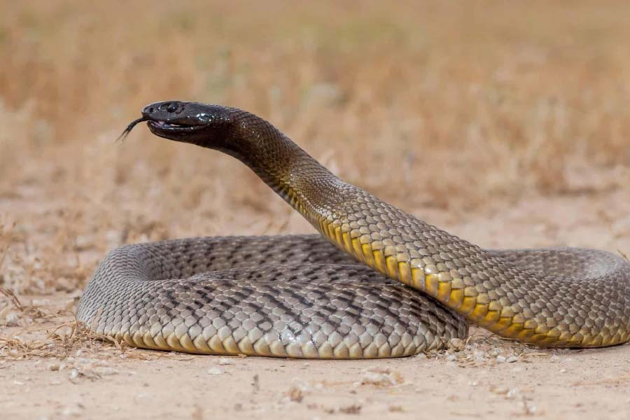 ইনল্যান্ড তাইপানের বিজ্ঞানসম্মত নাম অক্সিউরানাস মাইক্রোলেপিডোটাস।