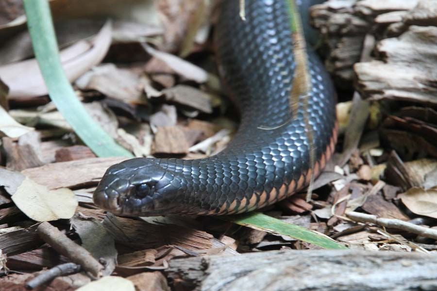 অভ্যন্তরীণ তাইপানের গড় দৈর্ঘ্য প্রায় ১.৮ মিটার (৫.৯ ফুট)। যদিও এর দৈর্ঘ্য ২.৫ মিটার (৮.২ ফুট) পর্যন্ত হতে পারে। 