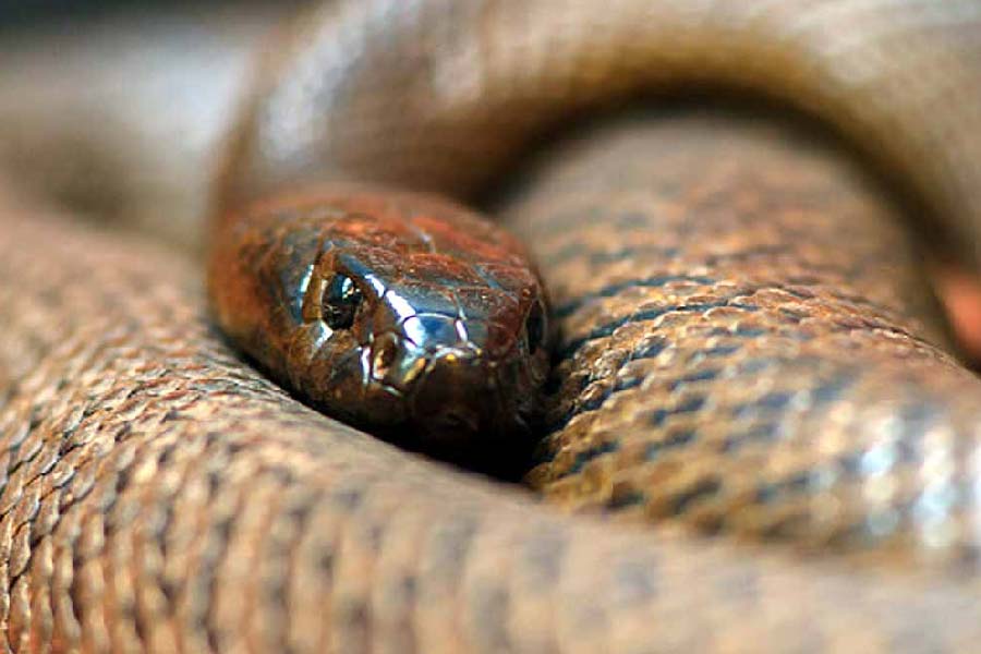 তাইপানের বিষদাঁত ৩.৫ থেকে ৬.২ মিলিমিটার পর্যন্ত দীর্ঘ হয়। তাইপানের গায়ের রং চকচকে গাঢ় বাদামি এবং হালকা সবুজ বর্ণের হয়। চোখের রংও গাঢ় বাদামি রঙের। 