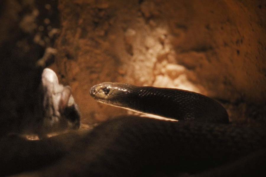 তাইপান একসঙ্গে এক ডজন থেকে দু’ডজন ডিম পাড়ে। দু’মাস পর সেই ডিম ফুটে বাচ্চা হয়। ডিমগুলি সাধারণত পরিত্যক্ত প্রাণীর গর্ত এবং গভীর ফাটলে পাড়া হয়। প্রজনন হার তাদের খাদ্যের উপর আংশিক ভাবে নির্ভর করে। পর্যাপ্ত খাবার না থাকলে এই সাপ কম প্রজনন করে।