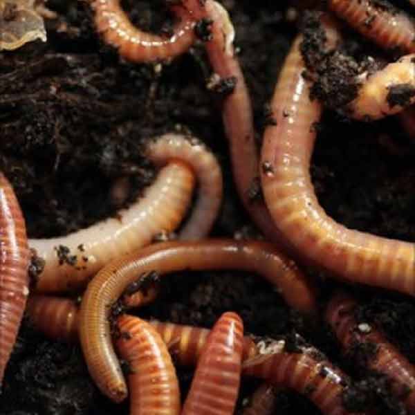 এখানে সবে অত্যাচারের শুরু। এর পর মানুষটির বাইরে বেরিয়ে থাকা শরীরের অংশে অর্থাৎ মুখ-মাথা-হাত-পায়ে রোজ মালিশ করা শুরু হত মধু। যাতে মধুর গন্ধে পোকামাকড় এসে ছেঁকে ধরে তাকে। এর পর প্রতিদিন নিয়ম করে রাজার কর্মীরা এসে মধু ঢেলে যেত তার উপর। 