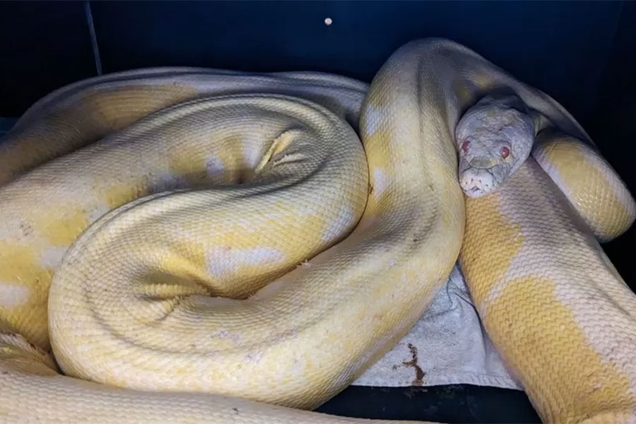 প্রাণের পোষ্যের নাম রেখেছিলেন ‘স্নো’। তাকে হারিয়ে বুক ভারী হয়ে গিয়েছিল মালিকের। অবশেষে বনকর্মীদের জন্য পাঁচ মাস পর পোষ্যকে ফিরে পেলেন তিনি। এই পোষ্য অন্য কেউ নয়, একটা ১৬ ফুট লম্বা ময়াল!