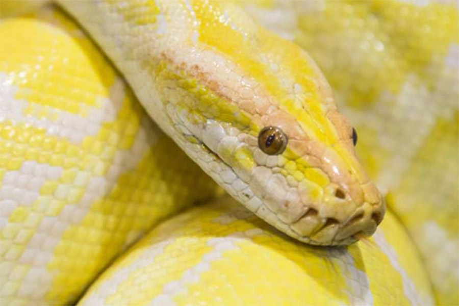 ময়ালের মালিক জানান, তাঁর পোষ্যের নাম স্নো। এই ময়ালটিকে গাড়ির ডিকিতে একটা ব্যাগের মধ্যে রেখেছিলেন পোষ্যকে। তিনি অস্টিনে বেড়াতে গিয়েছিলেন। পথে একটি  দুর্ঘটনার মুখোমুখি হন। সেই সময় তাঁর পোষ্যকে চুরি করে নেন কেউ।