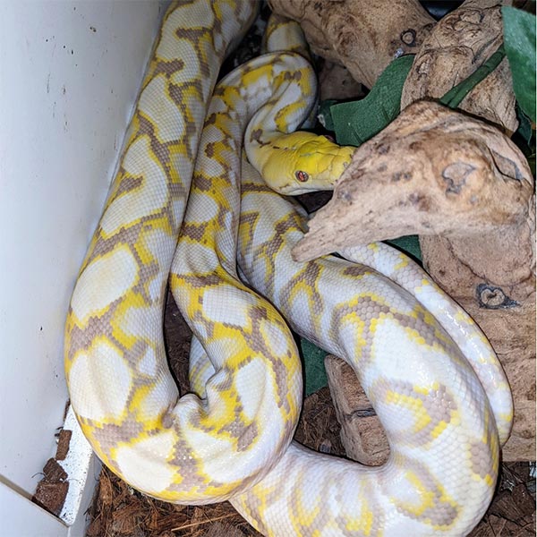 গত কয়েক মাস ধরে মালিক ‘বিহনে’ ইতিউতি ঘুরে বেড়িয়েছে ময়ালটি। এর ওর বাড়ি ঢুকে পড়ে সে। তাতে আতঙ্কে বন দফতরে খবর দিয়েছেন কেউ কেউ। কিন্তু কোনও বনকর্মী আসার আগেই সে পালাত।