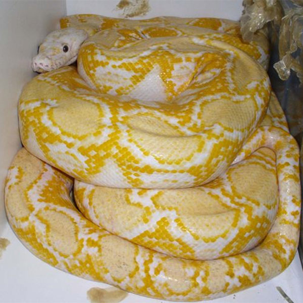 গ্যারাজ মালিক এবং তাঁর প্রতিবেশীরা জানান, ওই ময়াল সাপটি গত পাঁচ মাস ধরে এর ওর বাড়ি ঘোরাঘুরি করছিল। শেষে তাকে ধরে নিয়ে যাওয়া হয় চিড়িয়াখানায়।