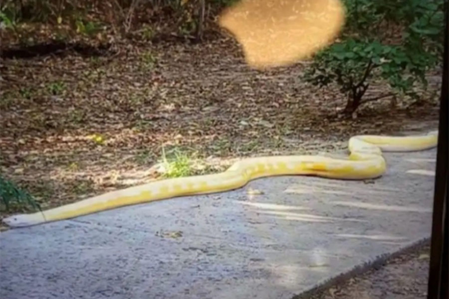  ‘অস্টিন জু’তে এক দিন কাটিয়েছে ১৬ ফুটের ‘স্নো’। সাপটিকে পরীক্ষার পর বনকর্মীরা জানান একটু অসুস্থ সে। তবে ঠিক হয়ে যাবে।