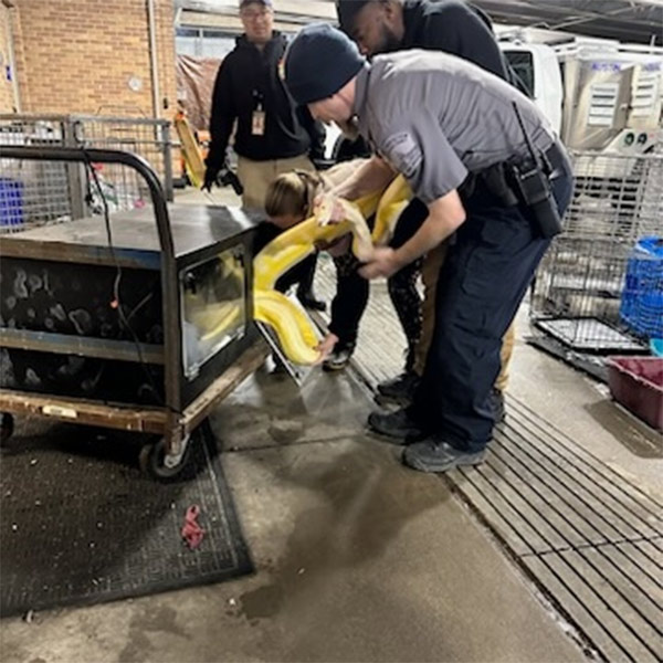 এর মধ্যে ‘স্নো’-এর উদ্ধারের খবর পান মালিক। তিনি যোগাযোগ করেন বন দফতরের সঙ্গে। বন দফতরের কর্মীরা মনে করছেন, সাপটি চুরির সময় চোরবাবাজি আসলে বুঝতে পারেনি যে সে কী চুরি করেছে। ভারি ব্যাগ দেখে ভেবেছিল হয়তো বড় কোনও জিনিস পাবে। ব্যাগ খুলতে বড় ‘জিনিস’ই পেয়েছিল সে। তবে ভয়ে চমকে হয়তো ওখানেই ব্যাগ ফেলে পালায়।