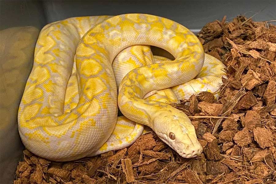 এর পর অস্টিনের বিভিন্ন জায়গায় এঁকেবেঁকে ঘুরেছে ময়ালটি। কোথাও নিরাপদ আশ্রয়ের খোঁজে ছিল সে।