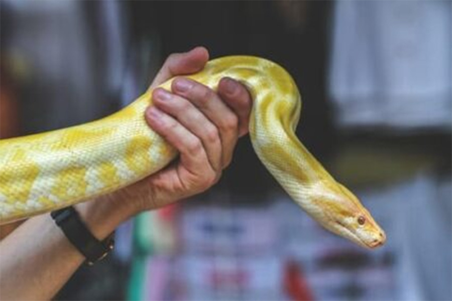 ‘অস্টিন অ্যানিমাল সেন্টার’ ফেসবুকে লিখেছে, ‘‘এই গল্পের সুখী সমাপ্তি ঘটেছে। ‘স্নো’ তার মালিকের সঙ্গে পুনরায় মিলিত হয়েছে। আর করোনাডো হিলসকে আর একটি বিশাল ময়ালের সন্ধানে থাকতে হবে না।’’ 