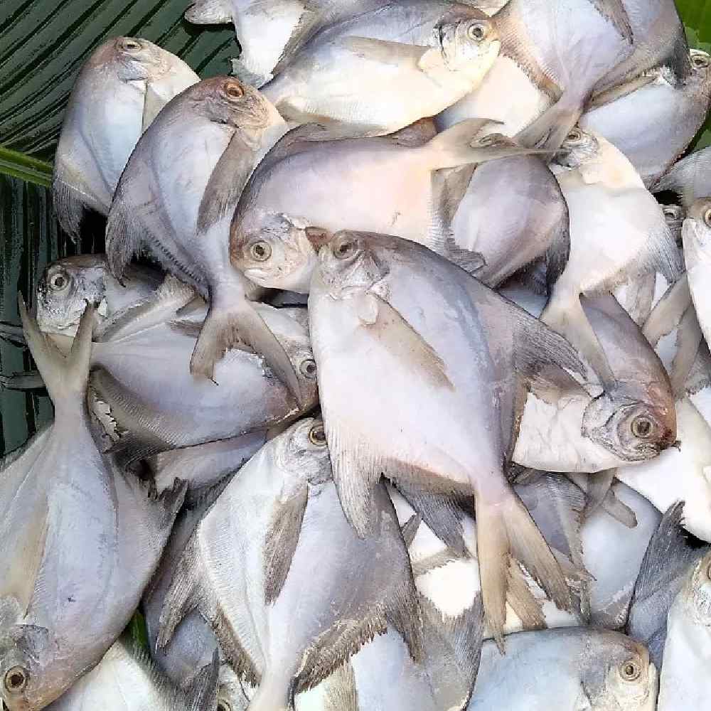 খাবারের একঘেয়েমি কাটাতে এ বার বেছে নিতে পারেন পমফ্রেট মাছে। 