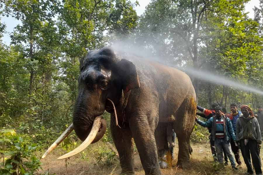 বাঁকুড়ার জঙ্গলে চিকিৎসা হল দাঁতাল হাতির।