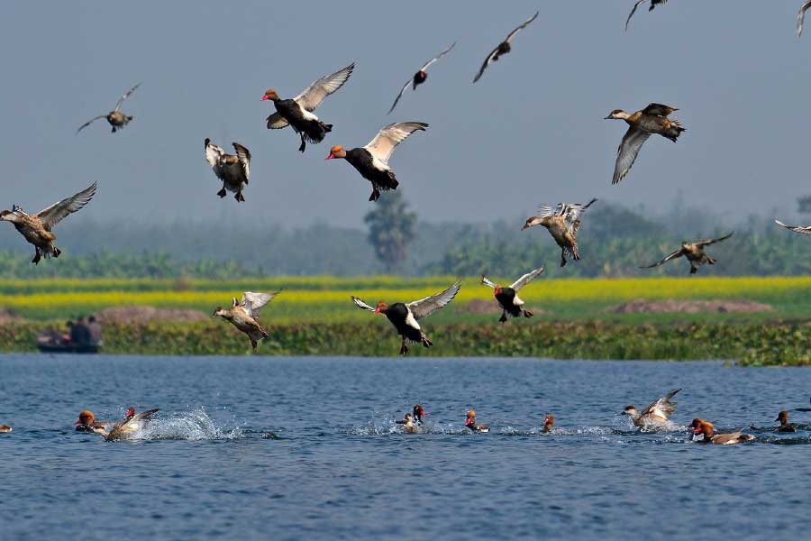 কাছ থেকে পাখি দেখা ও ছবি তোলার জন্য নৌকায় চড়ে হ্রদের বুকে ভেসে পড়তেই পারেন।