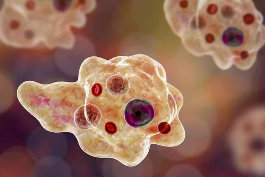 রোগ নেই। তেমন উপসর্গও নেই। কী ভাবে মৃত্যু হয়েছে জানতে মৃত ব্যক্তির ময়নাতদন্ত করানো হয়েছিল। কোরিয়ার ‘ডিজিজ কন্ট্রোল অ্যান্ড প্রিভেনশন এজেন্সি’ জানিয়েছে, ওই মধ্যবয়সি ‘নিগ্লেরিয়া ফাউলেরি’র শিকার।