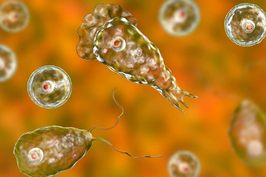 ১৯৩৭ সালে আমেরিকায় প্রথম সন্ধান মেলে এই রোগের। 