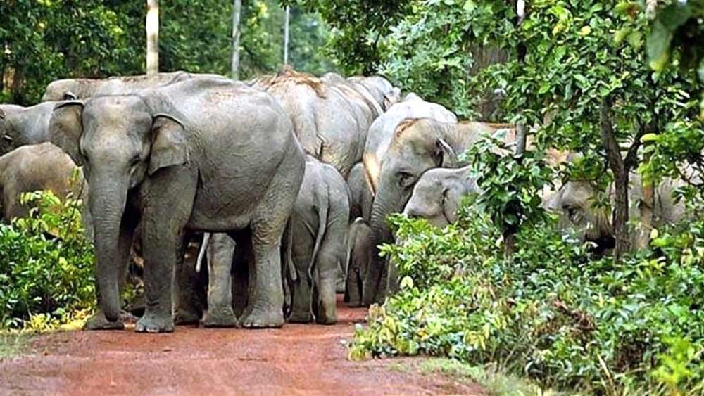 পশ্চিমবঙ্গের বাঁকুড়া জেলার বিষ্ণুপুরের গৌরবময় অতীত তার ঐতিহ্যবাহী স্থাপত্য এবং হস্তশিল্প যেমন মৃৎশিল্প এবং তাঁতশিল্পে অনুকরণ করা হয়েছে। শহরটি সপ্তদশ এবং অষ্টাদশ শতকে সমৃদ্ধ হয়েছিল, মল্ল রাজাদের অধীনে। 