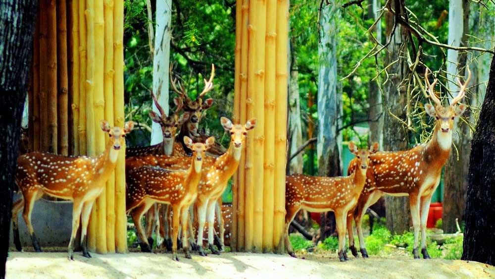 বালেশ্বরের কাছেই রয়েছে কুলডিহা অভয়ারণ্য, পঞ্চলিঙ্গেশ্বর মন্দির, দেবকুণ্ড জলপ্রপাত। সব মিলিয়ে অল্প ক’দিন কাটানোর জন্য এটি উপযুক্ত জায়গা।