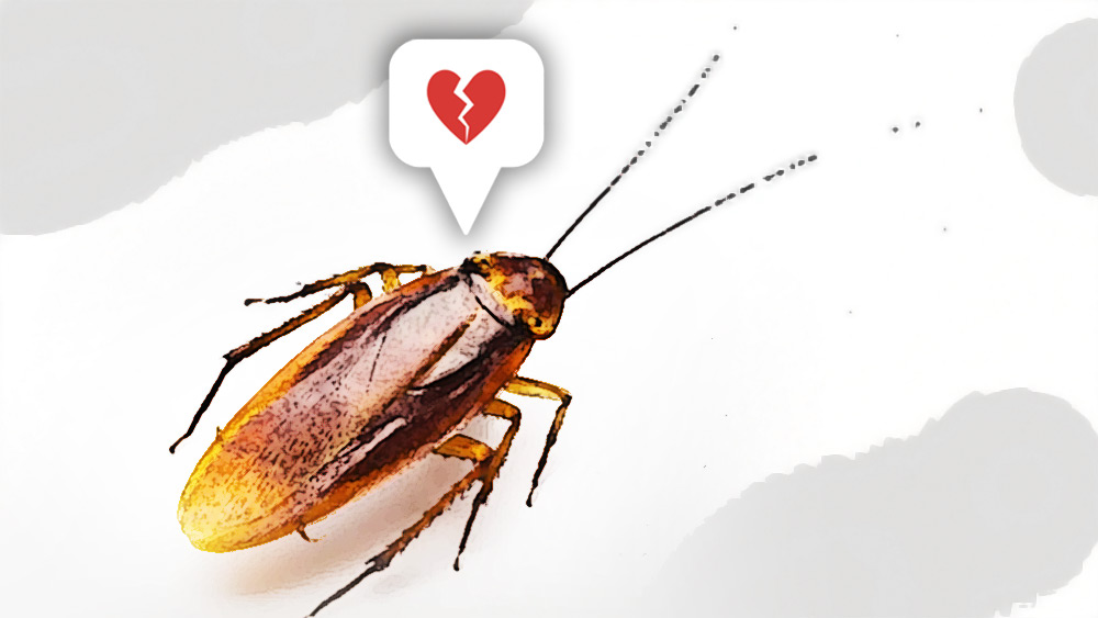 তাদের পরামর্শ, ‘‘প্রাক্তনের নামে একটি আরশোলার নাম রাখুন। তারপর ওই আরশোলাটিকে জলজ্যান্ত অবস্থায় আমরা কোনও জন্তুকে দিয়ে খাওয়াবো।’’ 