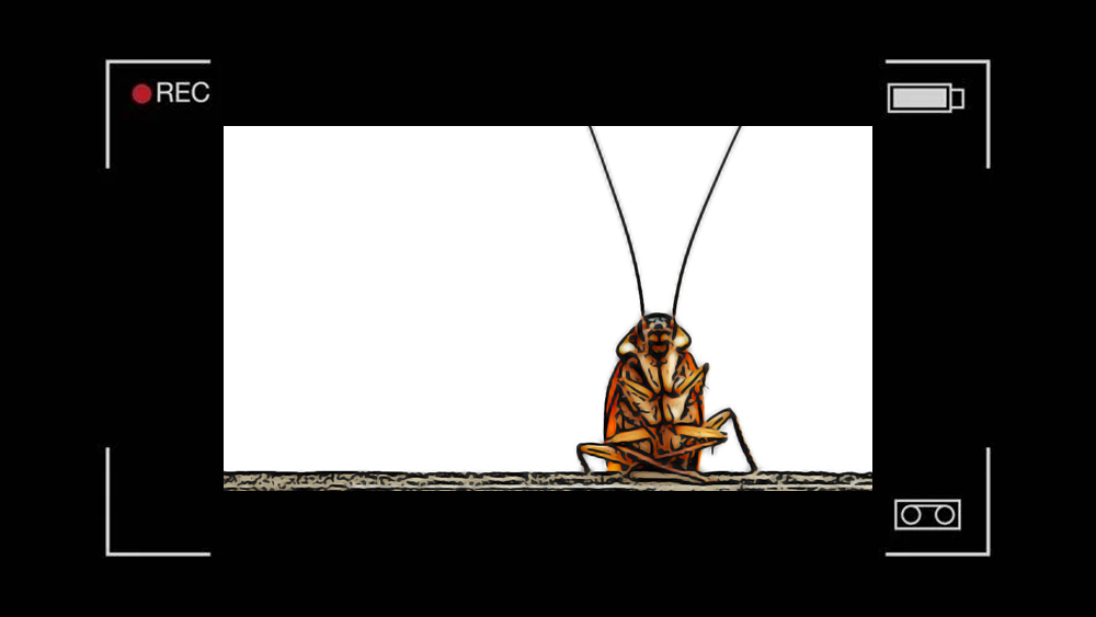 গোটা ঘটনাটি নেট মাধ্যমে সরাসরি সম্প্রচার হবে। যাতে জন্তুর মুখে আরশোলারূপী প্রাক্তনের শেষ হওয়ার প্রতিটি মুহূর্ত তাড়িয়ে তাড়িয়ে উপভোগ করতে পারেন প্রেমে ধোঁকা খাওয়া প্রেমিক বা প্রেমিকা।  এমনকি  প্রাক্তনের নামের আরশোলাটির নিধনের শংসাপত্রও দেওয়া হবে তাঁদের। এ সবের জন্য লাগবে স্রেফ ওই সাড়ে তিনশো টাকা। যা সংস্থাটি নেবে অনুদান হিসেবে।  