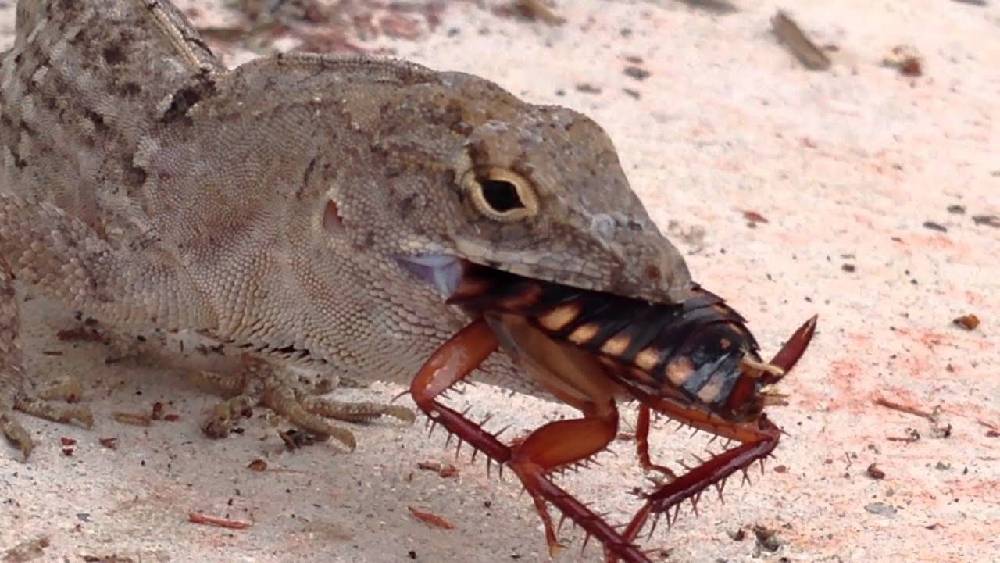 নাম রাখতে খরচ পড়বে ৫ ডলার। যা ভারতীয় মুদ্রায় সাড়ে তিনশো টাকার কিছু বেশি। তবে তারপর আর কোনও খরচ নেই। প্রাক্তনের নামধারী আরশোলাকে জ্যান্ত চিবিয়ে খাওয়ানোর দায়িত্ব নেবে বিজ্ঞাপনদাতা সংস্থা।