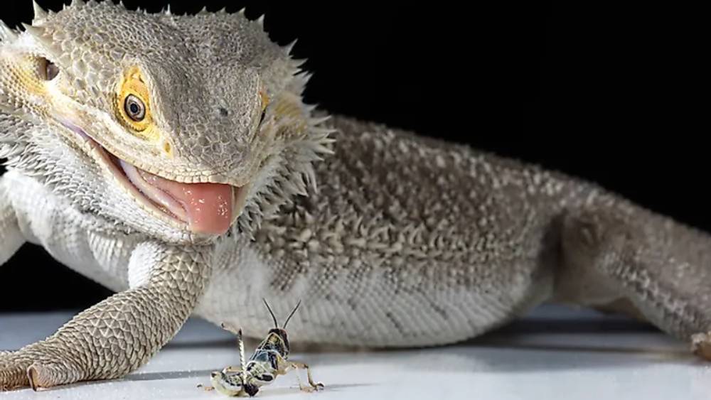 বিজ্ঞাপনটি দেওয়া হয়েছে আফ্রিকার একটি চিড়িয়াখানার তরফে। চিড়িয়াখানার নাম লেহিগ ভ্যালি জু। তারা জানিয়েছে, প্রেমে ছ্যাঁকা খাওয়া প্রেমিক প্রেমিকারা চাইলে প্রাক্তনের নামে আরশোলার বদলে অন্য কোনও বিষাক্ত পোকামাকড়ের নামও রাখতে পারেন।  পোকামাকড়ের রকমফের অনুযায়ী বেছে নেওয়া হবে কোন জন্তুকে দিয়ে তাদের খাওয়ানো হবে। 
