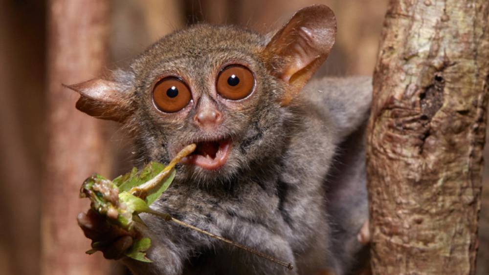 পুরো ব্যবস্থাটির একটা নামকরণও করেছে চিড়িয়াখানাটি— ‘বাগ অফ’। এ ক্ষেত্রে ‘বাগ’ শব্দটি পোকামাকড় অর্থে আর ‘অফ’ শব্দটি দমন অর্থেও ব্যবহার করা হয়েছে বলে মনে হতে পারে। তবে ইংরেজি এই শব্দবন্ধটির সাধারণত ‘ভাগ হতচ্ছাড়া’ গোছের ভাব প্রকাশের ক্ষেত্রেই ব্যবহার করা হয়।