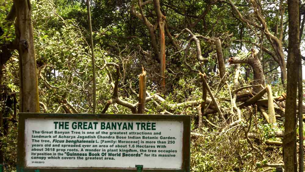 গ্রেট ব্যানিয়ান ট্রি, ১৯৮৯ সালে গিনেস বুক অফ ওয়ার্ল্ড রেকর্ডে বিশ্বের বৃহত্তম গাছের নমুনা হিসাবে ঘোষণা করা হয়েছিল। কলকাতার কাছেই হাওড়ার শিবপুরে আচার্য জগদীশ চন্দ্র বসু দ্বারা প্রতিষ্ঠিত বোটানিক্যাল গার্ডেনে এটি আপনি দেখতে পাবেন।