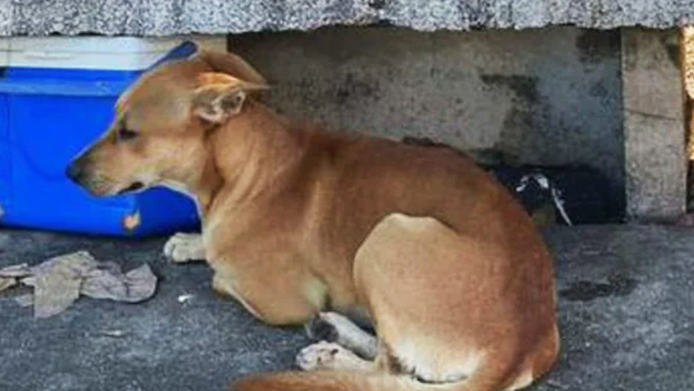 বাস্তবের ‘হাচিকো’।