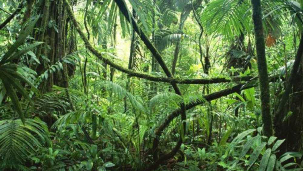  ততদিনে জখম শরীর টানতে টানতে ক্লান্ত হয়ে পড়েছেন জুলিয়েন। ক্ষতে তৈরি হয়েছে ঘা। পোকা ধরেছে তাতে। মুচকে যাওয়া পা-ও আর টানতে পারছেন না। কুঁড়েঘর দেখে জোর পান জুলিয়েন। আর প্রথমেই নিজের ক্ষতস্থানের চিকিৎসা করেন। 