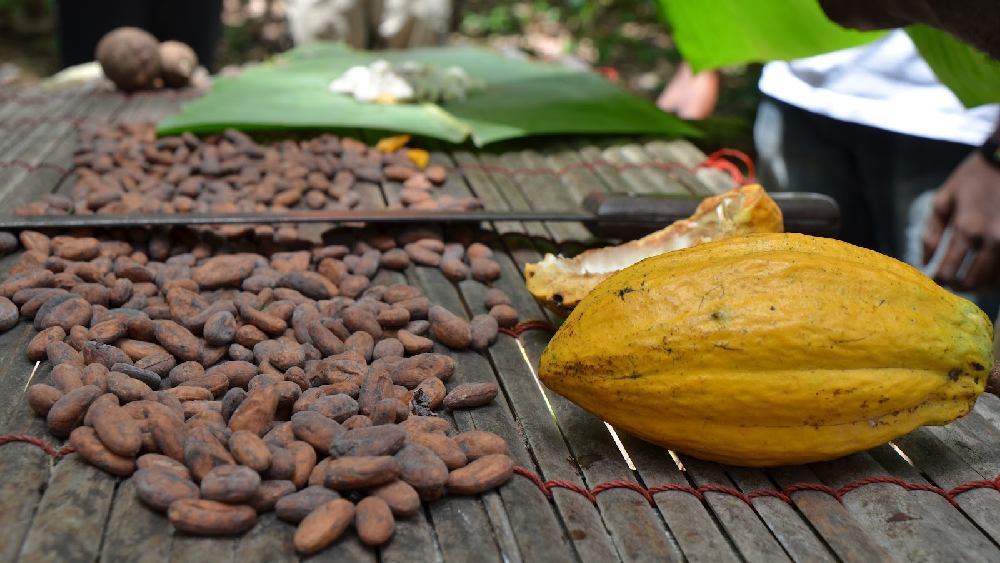 ১৪ ফেব্রুয়ারি জাতীয় চকোলেট দিবস পালন করে ঘানা।