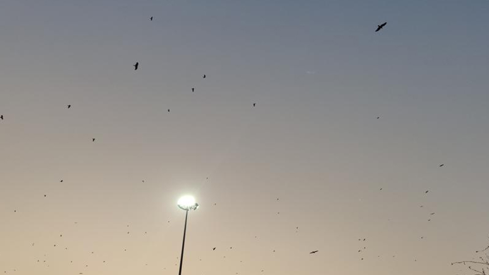 গাজিপুর সীমানায় সূর্যোদয়ের আভা ছড়িয়ে পড়ছিল। খুব নিচু দিয়ে উড়ে যাচ্ছিল চিল-শকুনের ঝাঁক। লক্ষ্য পাইকারি দরে বিক্রি হয়ে যাওয়ার পর পড়ে-থাকা মাছ-মাংসের উচ্ছিষ্ট। যেমন যুদ্ধক্ষেত্রে নিহত সৈনিকদের খুবলে খেতে আকাশ থেকে নেমে আসে চিল-শকুনের দল। 