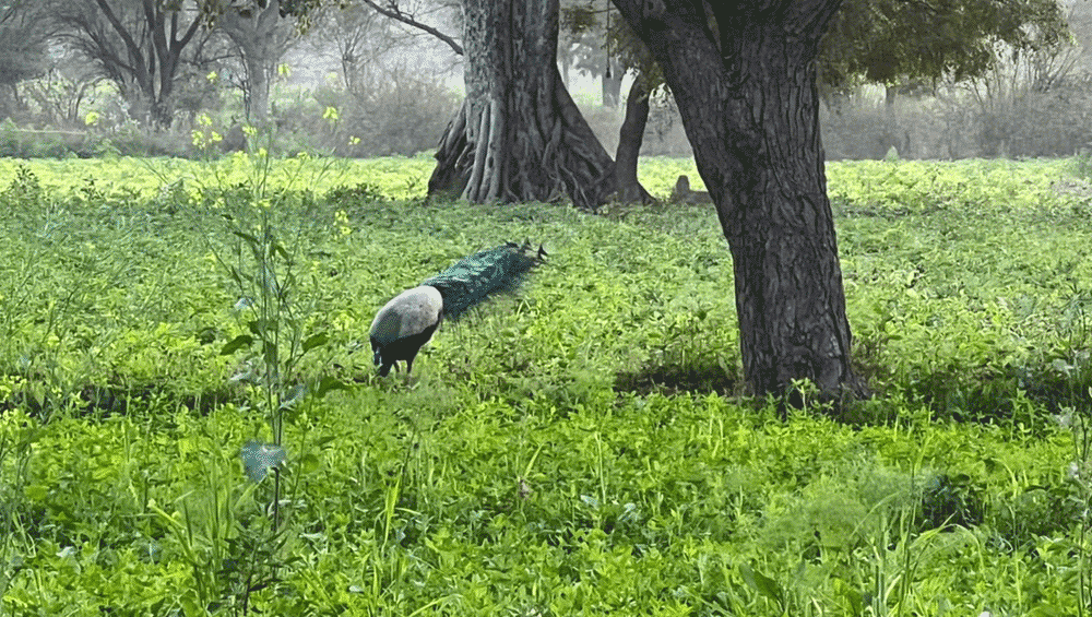 ‘জাতীয় পাখি’ নির্ভয়ে চরে বেড়াচ্ছে যেখানে, তার অদূরেই ঘটেছিল আর এক ‘নির্ভয়া’-কাণ্ড। 