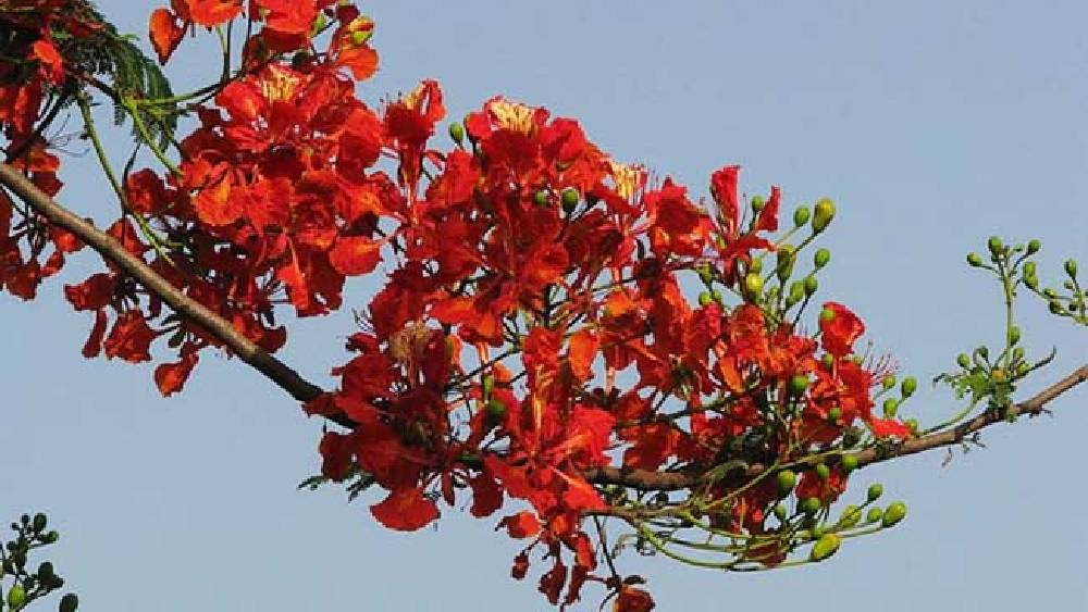 বসন্ত প্রায় এসে গেছে’ বললেই চলে।