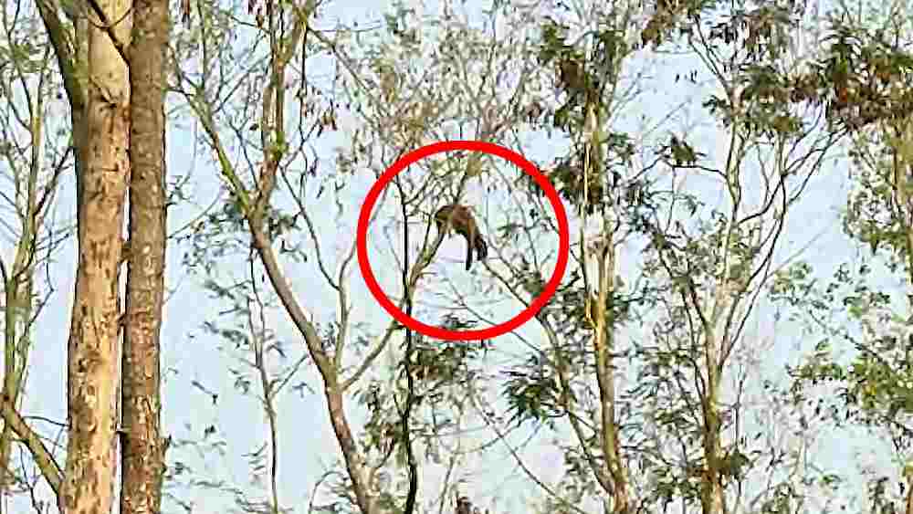 A leopard climbs a tree at Naxalbari dgtld