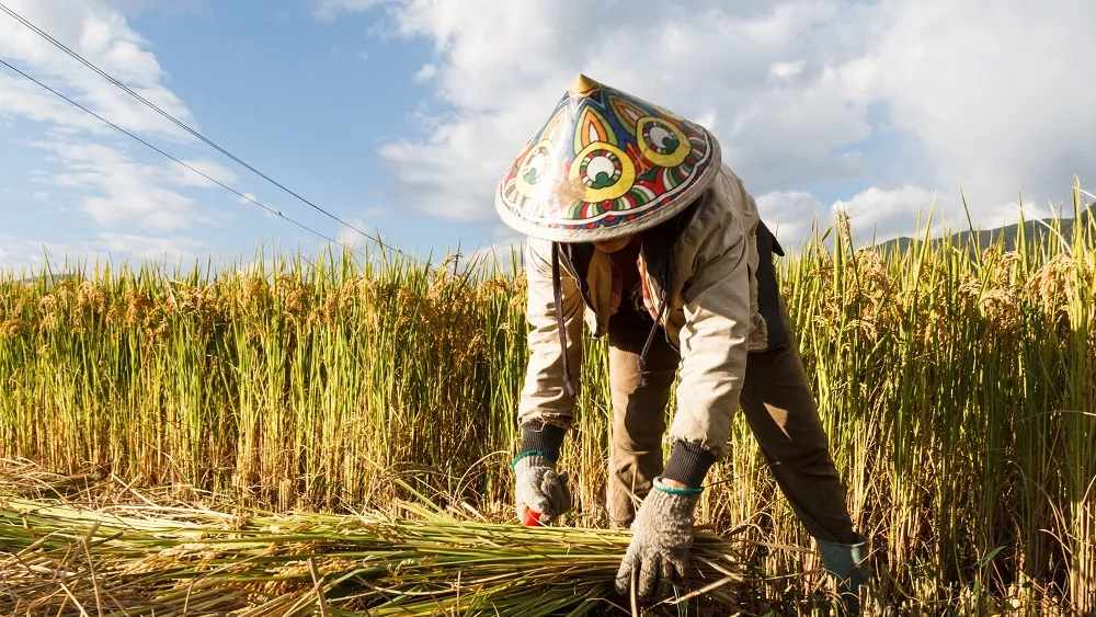 কৃষিভিত্তিক সমাজতন্ত্র সরলতম ভাবে বাঁচার কথা বলে। এই সমাজে জমিই উৎপাদনের ভিত্তি। কৃষিকাজ বাঁচার উপায়। এই ব্যবস্থায় সবাই নিজের প্রয়োজন মতো উৎপাদন করবে এবং জীবনধারণের প্রয়োজন অনুযায়ী পণ্য গ্রহণ করবে। জমি কারও মালিকানাধীন থাকবে না। ফলে কারও জোরও থাকবে না।