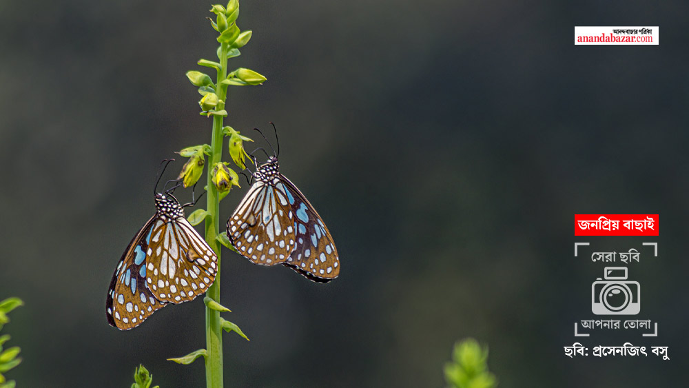 প্রসেনজিৎ বসু