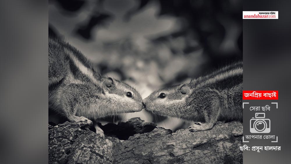 প্রসূন হালদার