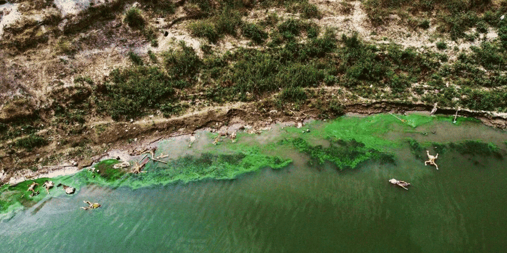 লাশের পর লাশ ভাসছে। দেশ, বিশ্ব শিউরে উঠেছিল এমন সব দৃশ্য সামনে আসার পর। গাজিপুরে ১৫ মে, ২০২১ তোলা ড্রোনচিত্র। গঙ্গা এখানে বাঁক নিয়েছে আধখানা চাঁদের মতো। বাঁক জুড়ে বিশাল চড়া। চড়ায় এসে এ ভাবেই আটকে গিয়েছিল কোভিডে-আক্রান্তদের মৃতদেহ। 