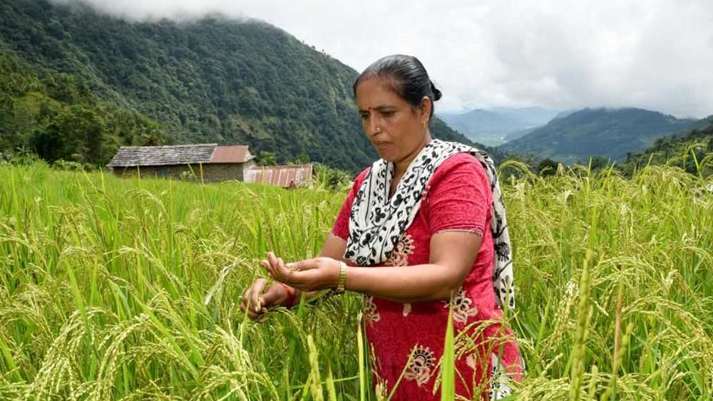 জমির মালিকানা থাকলেও তাতে কী ফসল ফলালে লাভের মুখ দেখবেন? ভেবেচিন্তেও কিনারা হচ্ছে না? তবে এ নিয়ে পরামর্শদাতার কাছে ছুটতে পারেন। এবং এই ক্ষেত্রে পরিষেবা সংস্থা কাজে আসতে পারে। ভবিষ্যতে এর চাহিদা বাড়বে বলেই মত অনেকের।