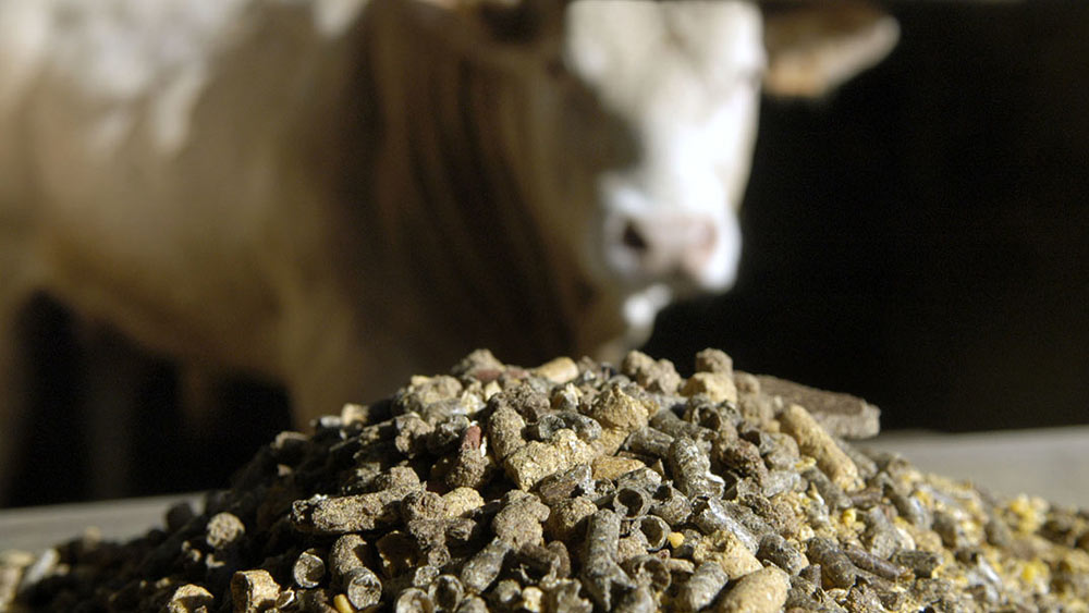 পশুপালন করে এমন খামার তো বহু রয়েছে। তবে তার জন্য খাদ্য উৎপাদনের ব্যবসার কথা ভেবেছেন কখনও? ছোট শিল্প সংস্থার মধ্যে এ ব্যবসাও ভাগ্যবদল করতে পারে। শক্তিশালী সরবরাহ ব্যবস্থা গড়ে তুলতে পারলে হাঁস-মুরগির খামারের জন্য খাবারে জোগানের ব্যবসা শুরু করতে পারেন।